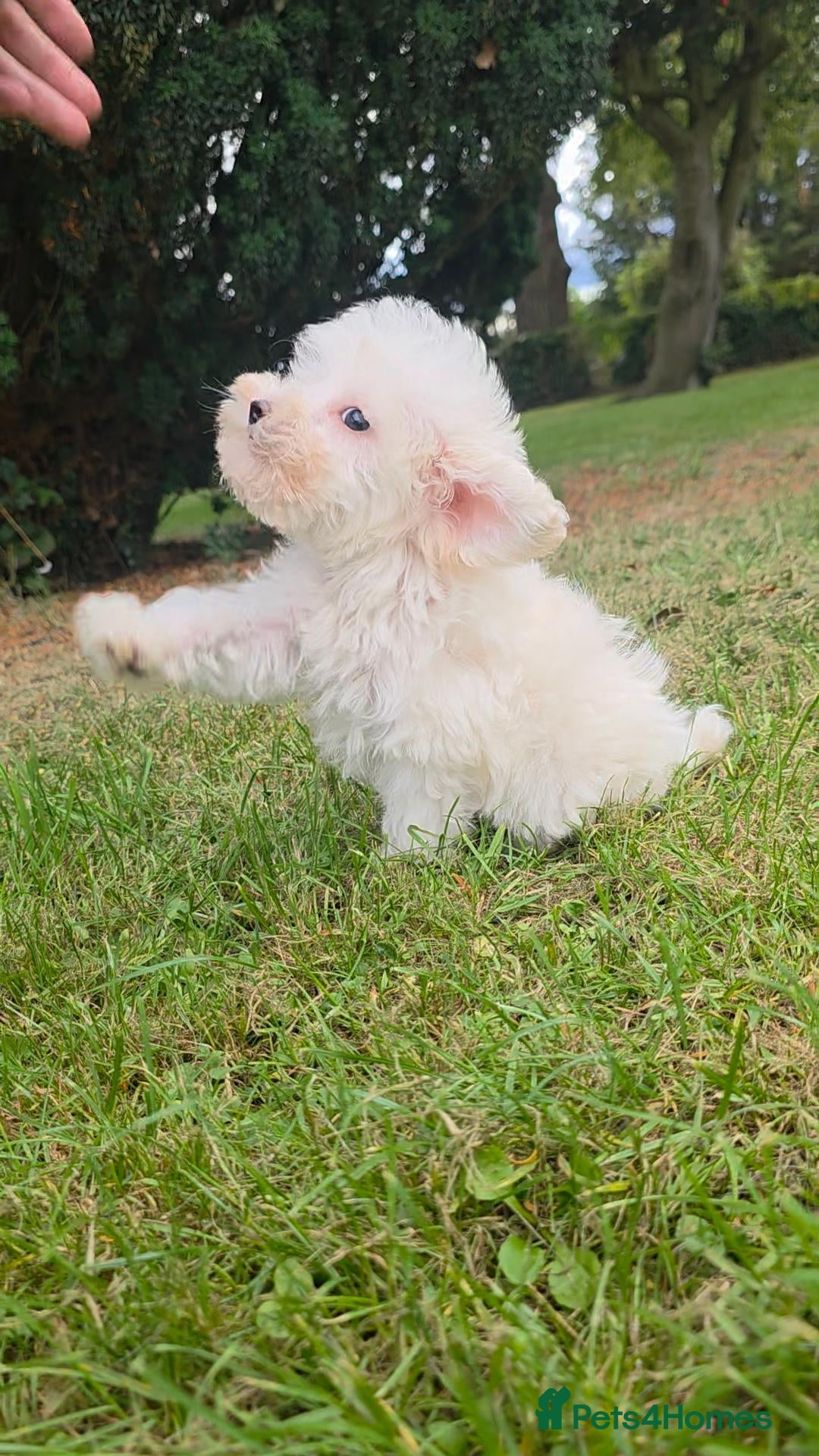 Maltipoo dogs Ready now! Last boy reduced fully vacc!  - Advert 2