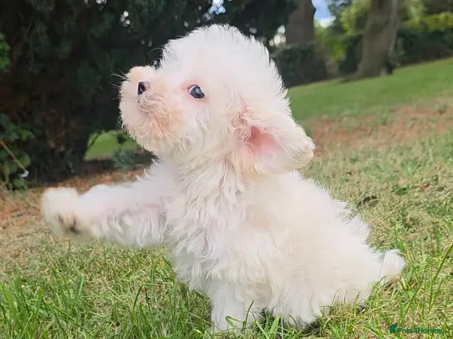 Maltipoo dogs Ready now! Last boy reduced fully vacc! - Advert 1