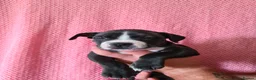 Staffordshire Bull Terrier dogs for sale: Staffs for sale  in York - Advert 7