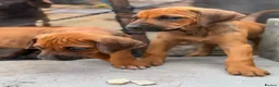 Rhodesian Ridgeback dogs for sale: * 2 Chunky Girls with Black Masks Available *  - Advert 6