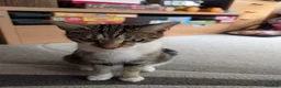 Mixed Breed cats for sale: Kittens  - Advert 9