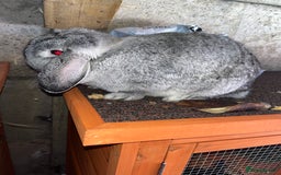 Mini Lop rabbits for sale: 2 retired breeding does - Image 3