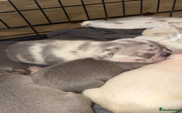French Bulldog dogs for sale: 8 KC Reg’d French Bulldog Pups For Sale - Image 6
