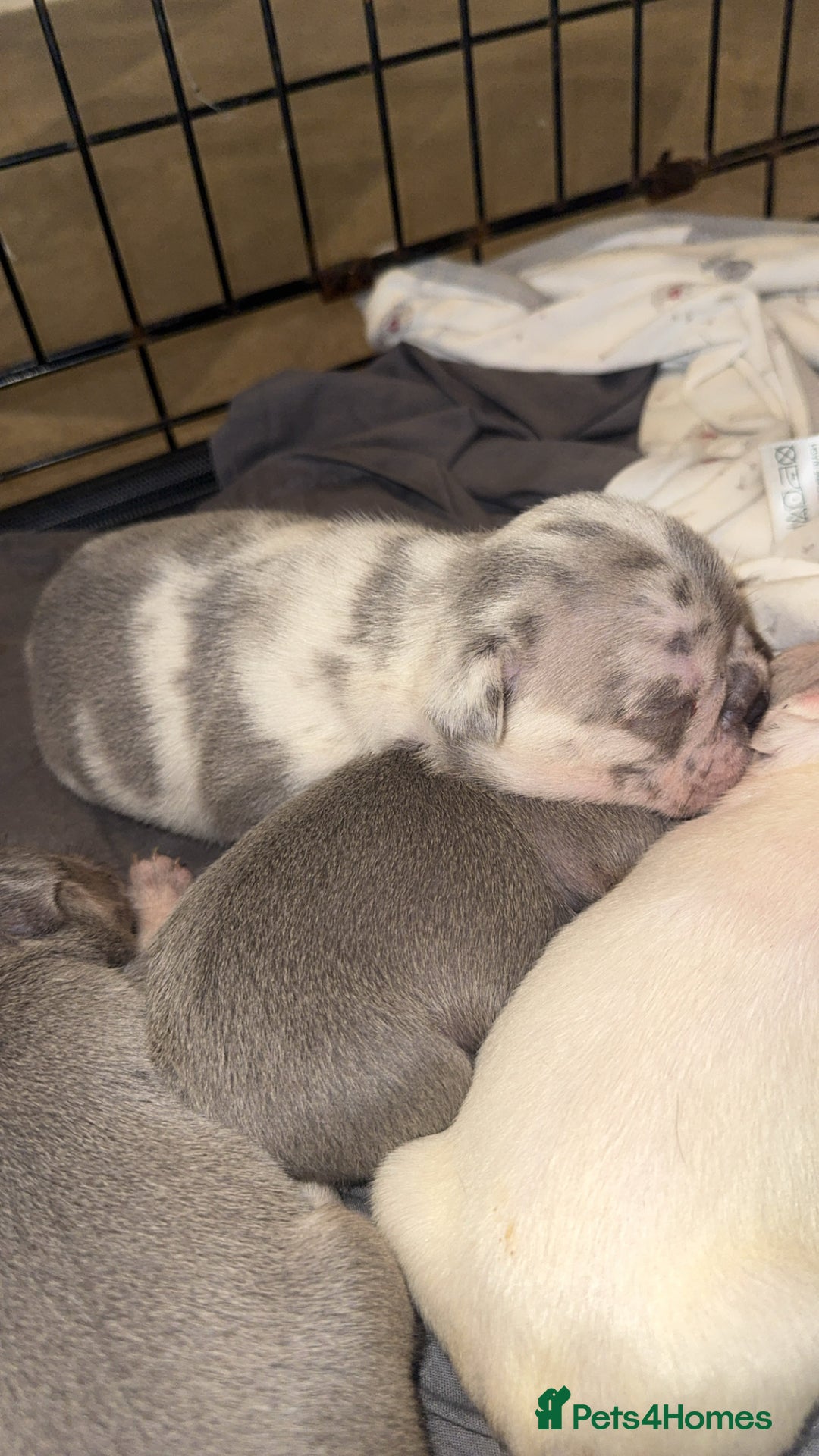 French Bulldog dogs for sale: 8 KC Reg’d French Bulldog Pups For Sale - Image 6