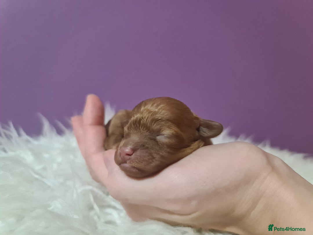 Toy Poodle dogs for sale: Beautiful toy poodle  - Advert 12