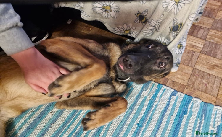 Belgian Shepherd Dog dogs - Advert 2