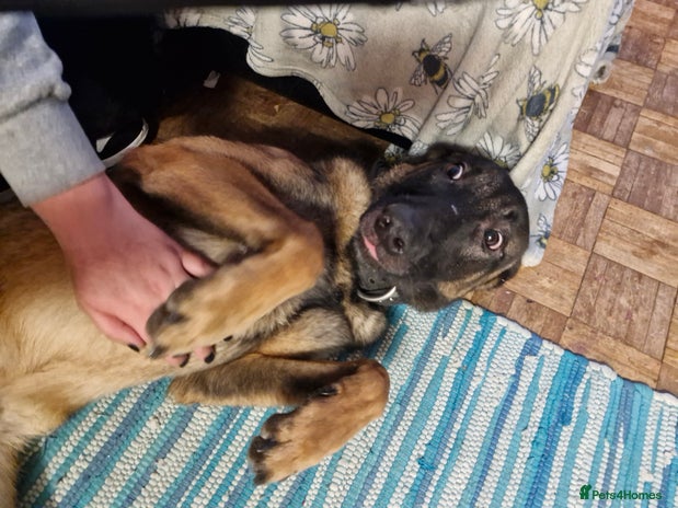 Belgian Shepherd Dog dogs - Advert 2