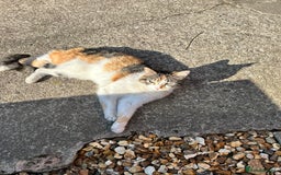 Mixed Breed cats for sale: Mixed Female cat - Image 4