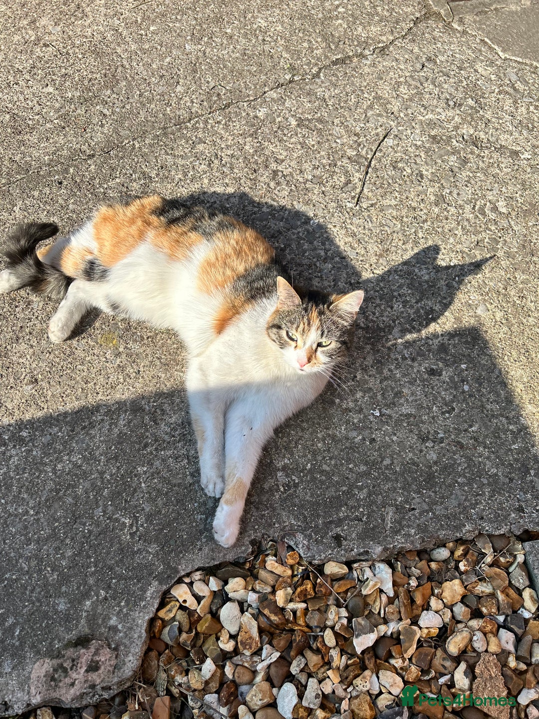 Mixed Breed cats for sale: Mixed Female cat - Image 4