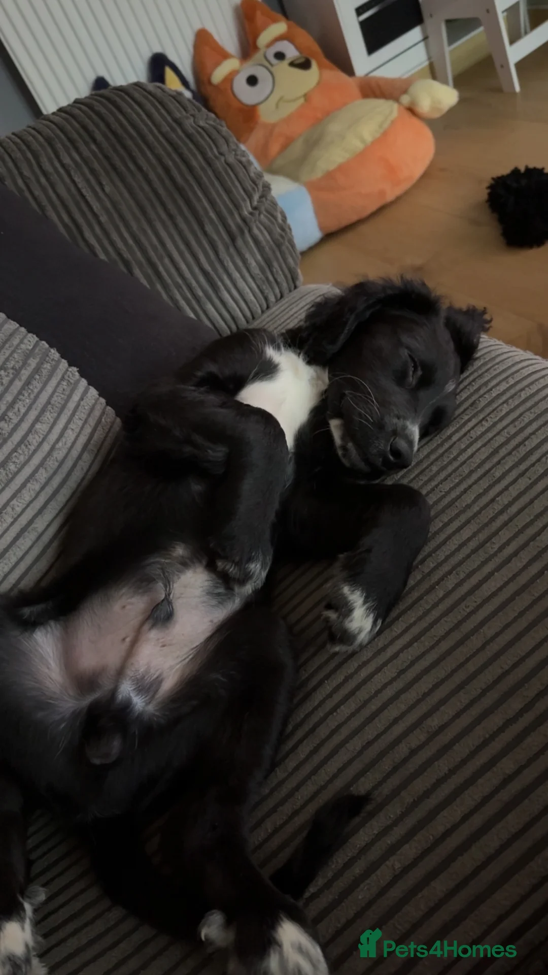 Mixed Breed dogs for sale: Chase  - Advert 4