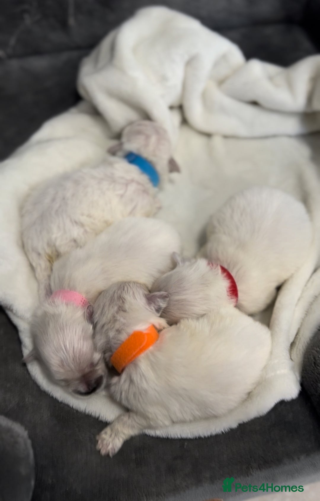 Bichon Frise dogs for sale: Beautiful Bichon Frise only 1 available  - Image 2