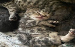 Bengal cats for sale: Mixed Stunning Bengals  - Image 6
