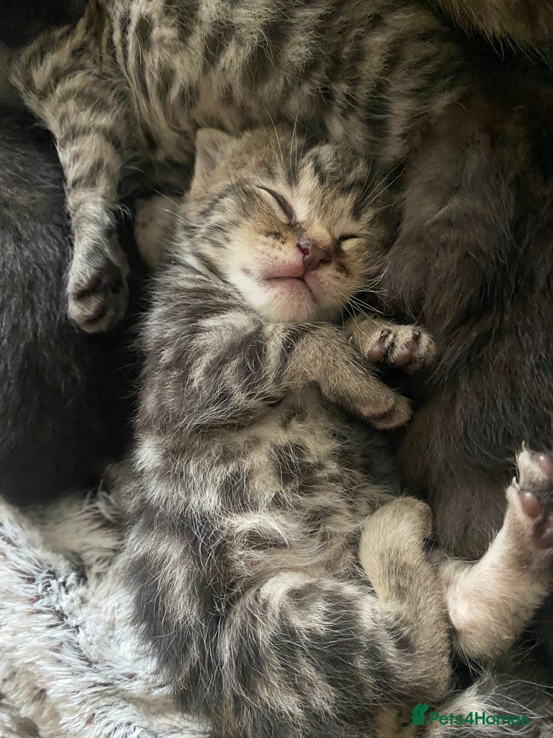 Bengal cats for sale: Mixed Stunning Bengals  - Image 6
