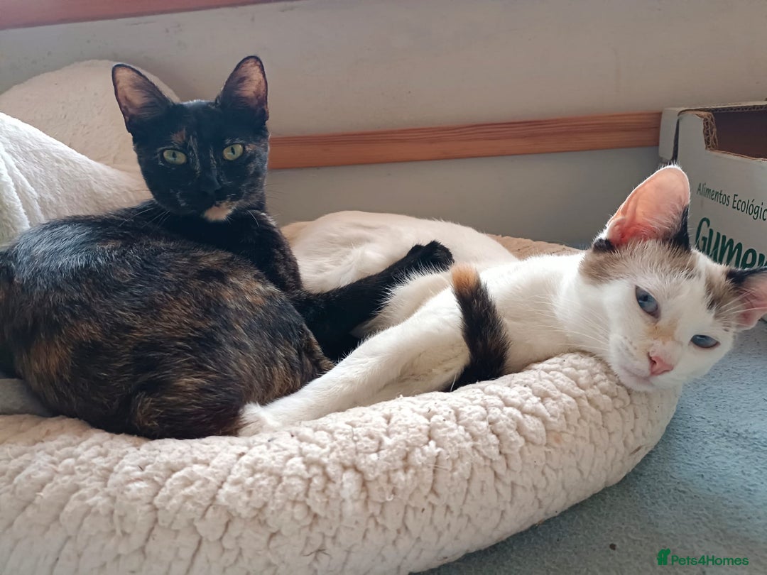 Siamese cats for adoption: Siamese cross and Tortoiseshell sisters - Image 6