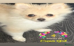 Pomeranian dogs for sale: 🩵👀1 In A Million SKY 🩵 BLUE EYES 🧸 POM😍👀🏆  in London - Image 6