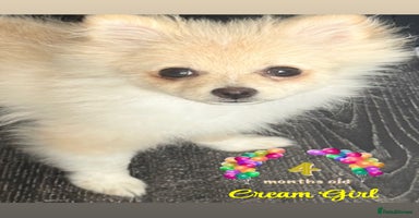 Pomeranian dogs in London - Advert 8