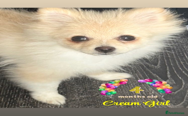 Pomeranian dogs in London - Advert 15