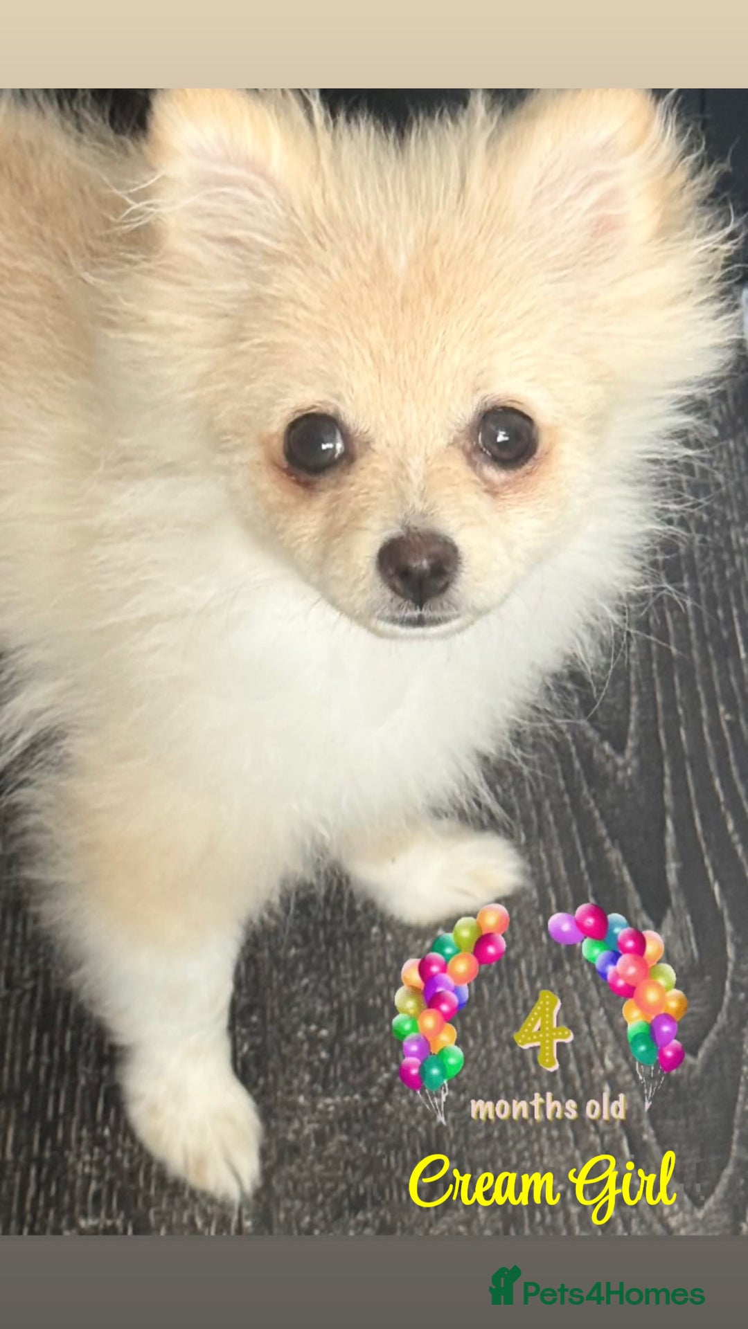 Pomeranian dogs for sale: 🩵👀1 In A Million SKY 🩵 BLUE EYES 🧸 POM😍👀🏆  in London - Image 6