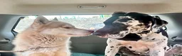Siberian Husky dogs for sale: Farley - Advert 3