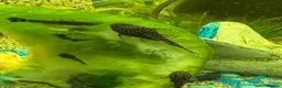 Plecos fish for sale: 65 baby pleco  in Preston - Advert 5