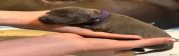 Italian Greyhound dogs for sale: Italian Greyhound Puppies in Gloucester - Advert 7