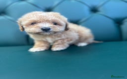 Maltipoo dogs for sale: 5⭐️ Licensed breeder. Tiny maltipoo puppies - Image 3
