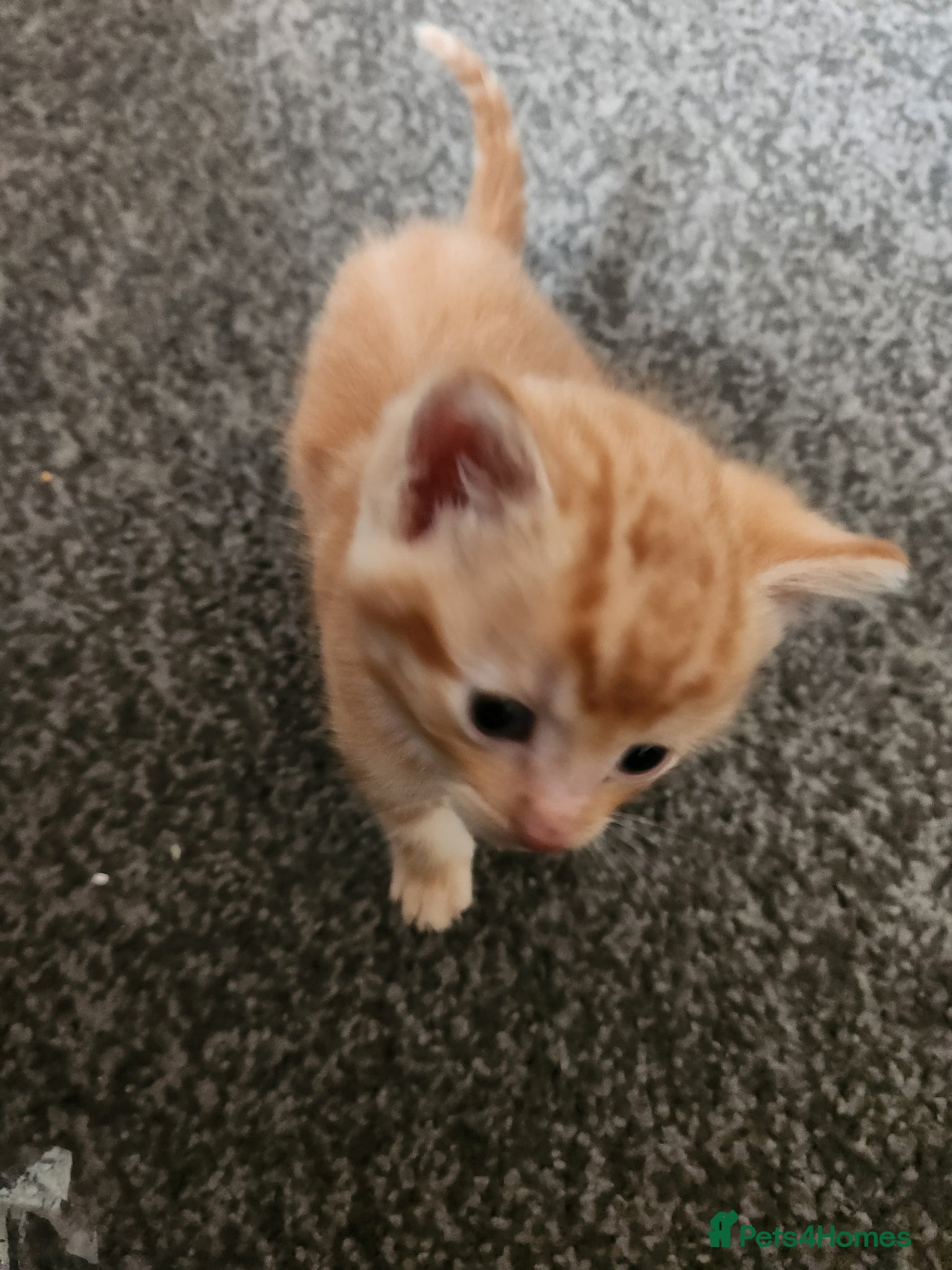 Mixed Breed cats Kittens - Advert 1