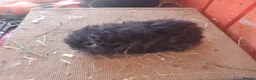 Guinea Pig rodents for sale: A selection of purebred longhaired sows - Advert 4