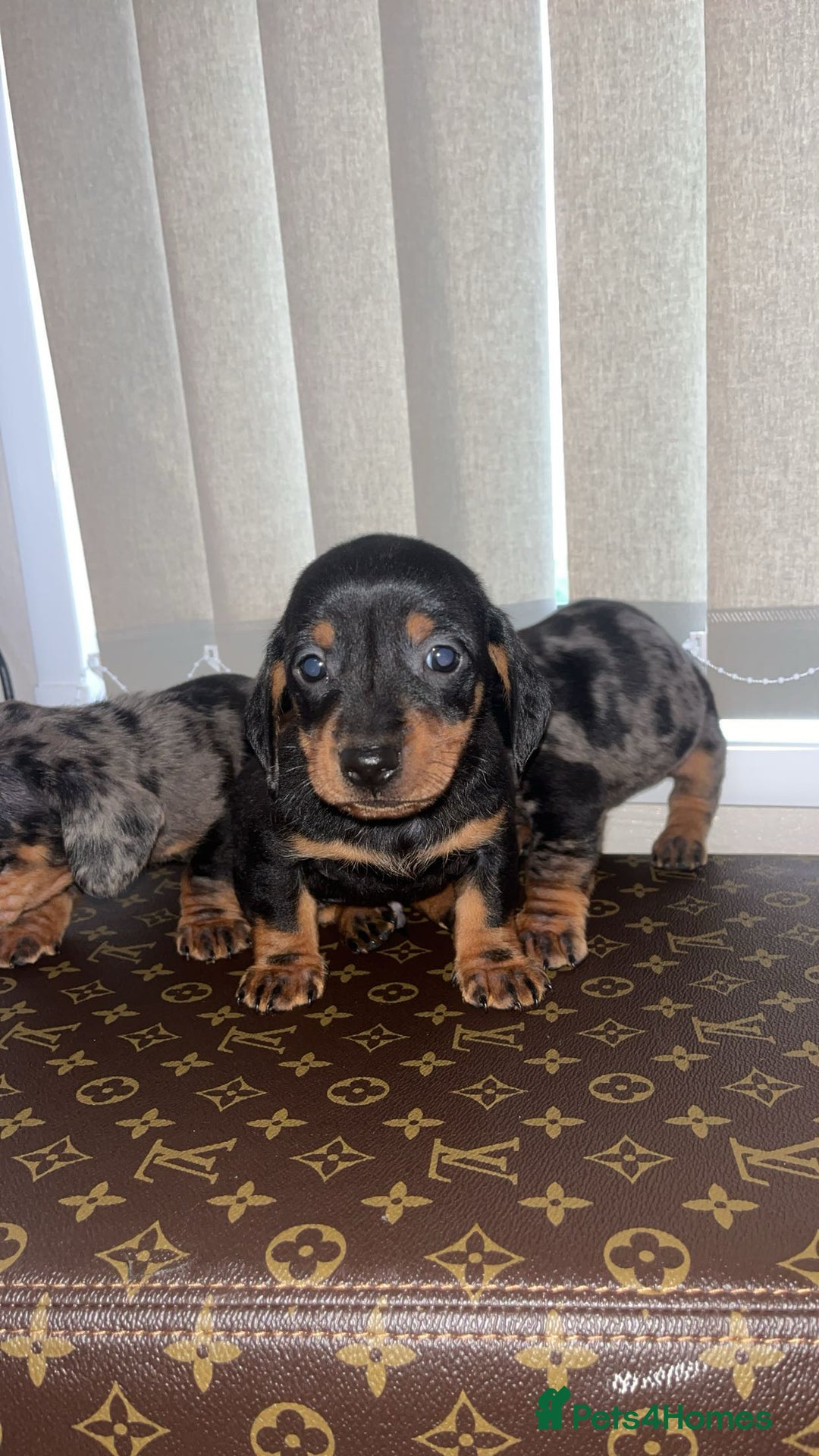Miniature Dachshund dogs for sale: Miniature dachshund puppies - Advert 14