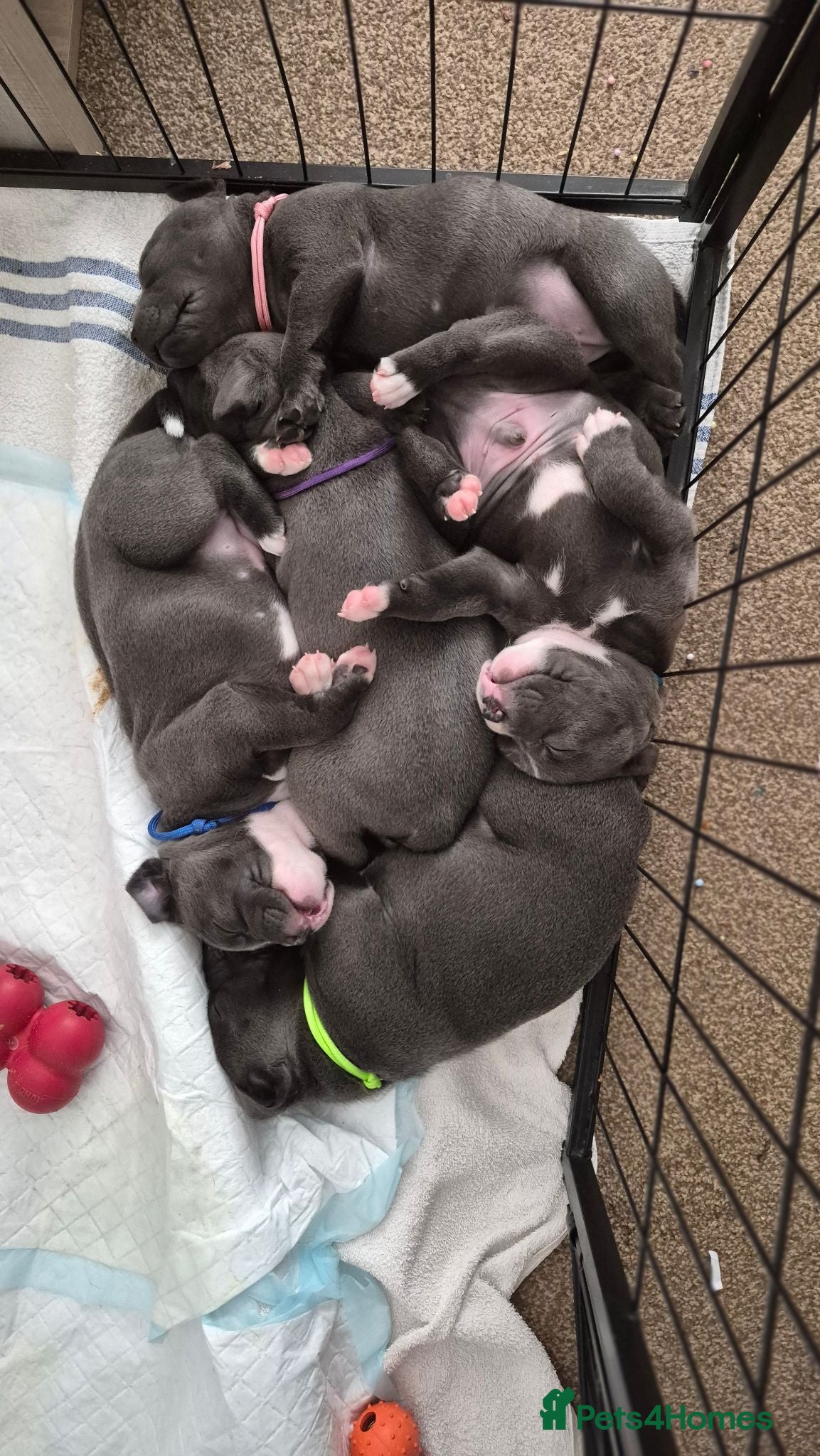 Staffordshire Bull Terrier dogs KC Registered Staffordshire Bull Terrier Puppies - Advert 5
