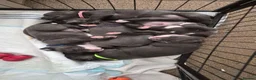 Staffordshire Bull Terrier dogs for sale: KC Registered Staffordshire Bull Terrier Puppies - Advert 2