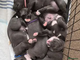 Staffordshire Bull Terrier dogs KC Registered Staffordshire Bull Terrier Puppies - Advert 5