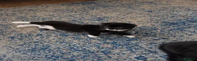 Kitten B