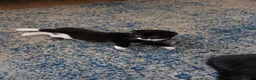 Mixed Breed cats for sale: 4 Female kittens  - Advert 10