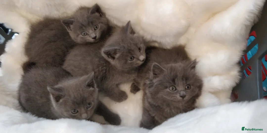 Russian Blue cats for sale: ABSOLUTELY BEAUTIFUL RUSSIAN BLUE KITTENS 8 WEEKS  - Advert 2
