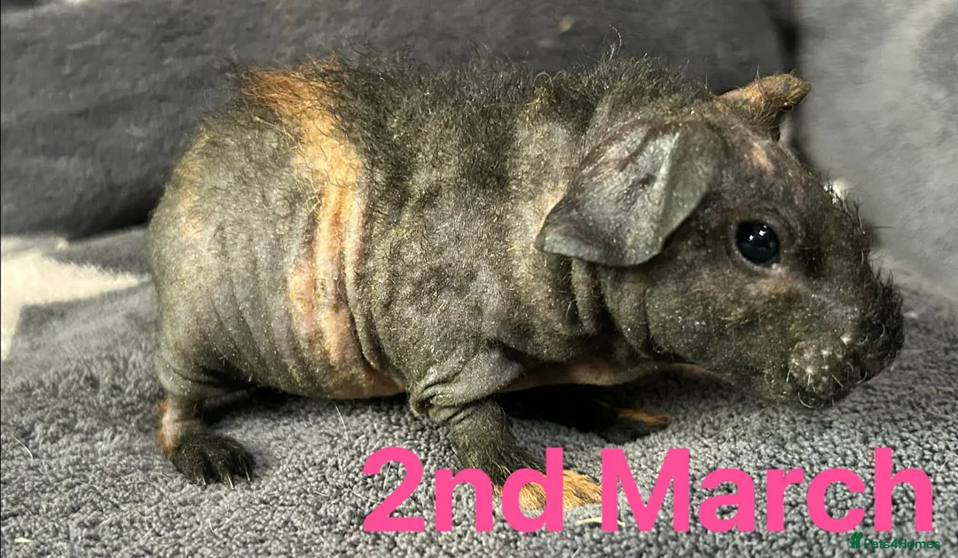 Guinea Pig rodents for sale: Skinny Pig Sows.  - Advert 1
