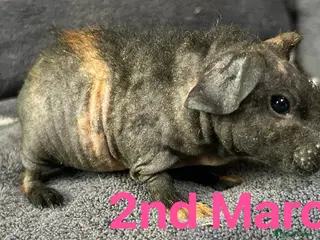 Guinea Pig rodents Skinny Pig Sows. - Advert 3