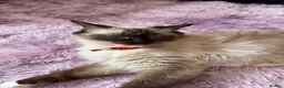 Ragdoll cats for sale: Ragdoll - Advert 2