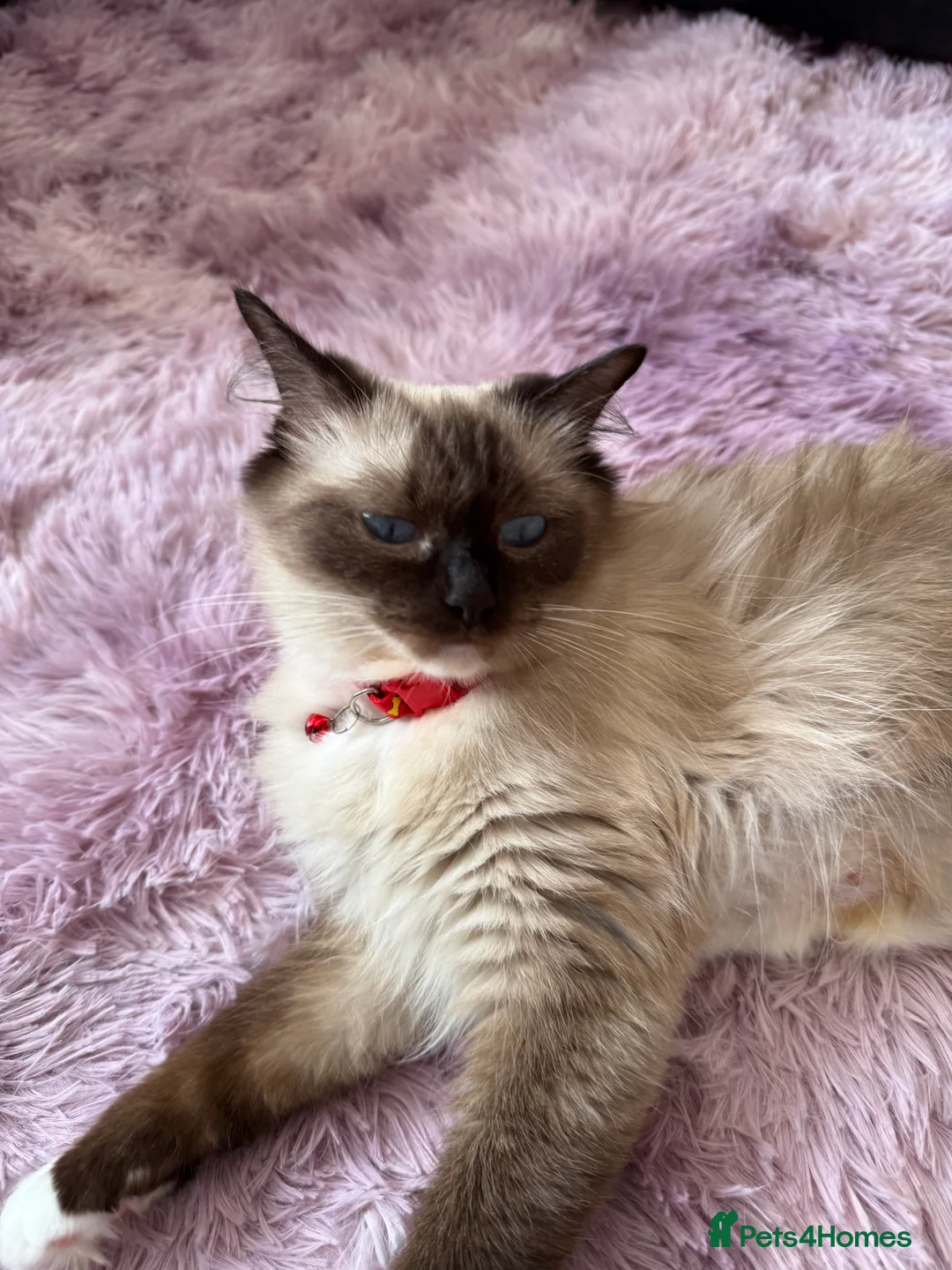 Ragdoll cats for sale: Ragdoll - Advert 2