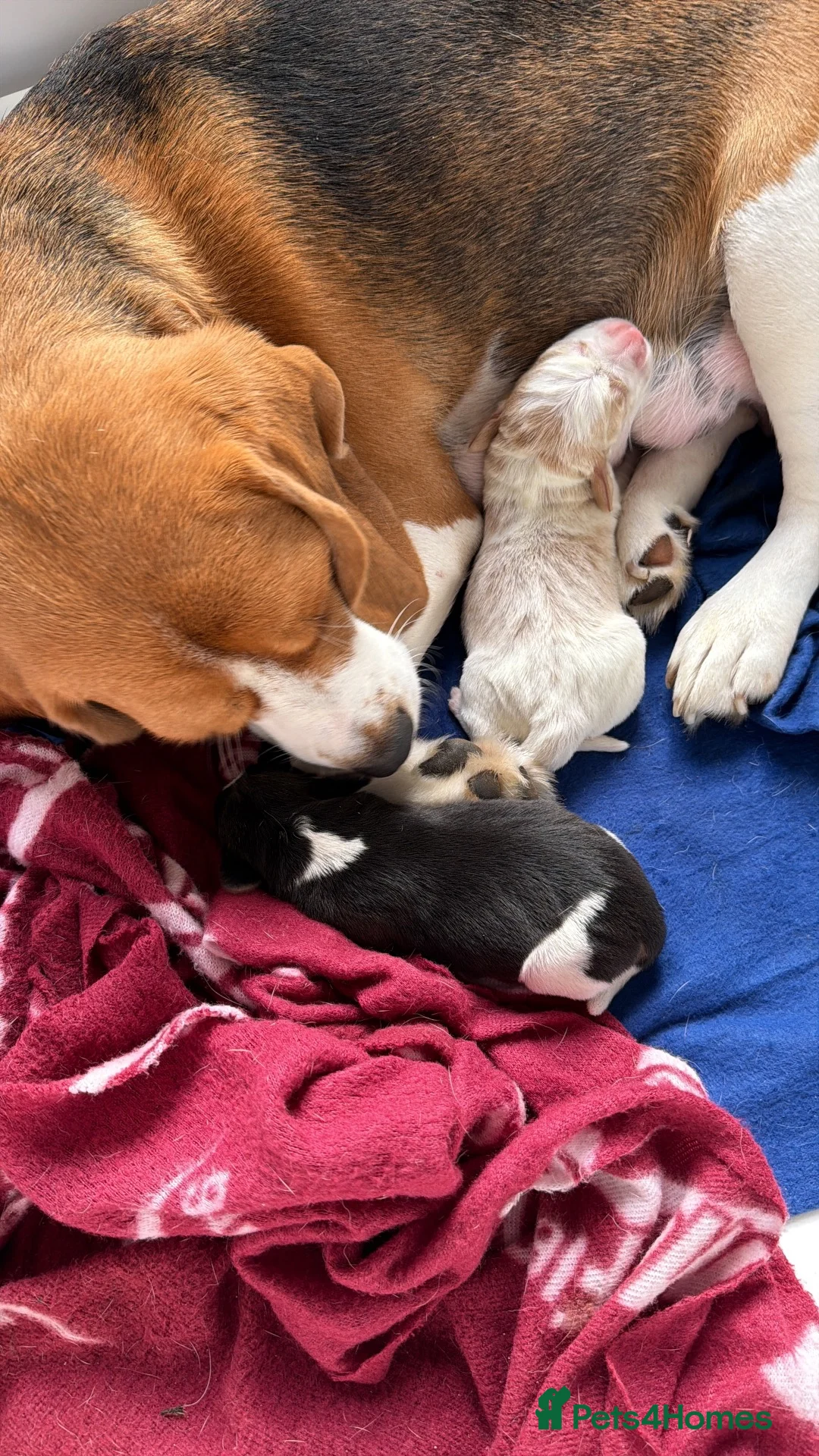 Beagle dogs for sale: Beagle pups both female 1 tri and one lemon - Advert 2