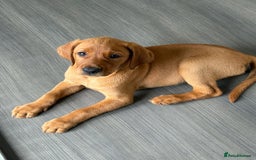 Labrador Retriever dogs for sale: KC Registered MacBruce Fox Red Labrador Puppies  - Image 4