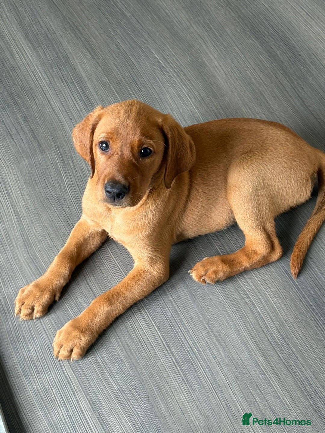 Labrador Retriever dogs for sale: KC Registered MacBruce Fox Red Labrador Puppies  - Image 4
