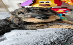Dachshund dogs for sale: Outstanding Standard Wire haired Dachshund puppies - Image 6