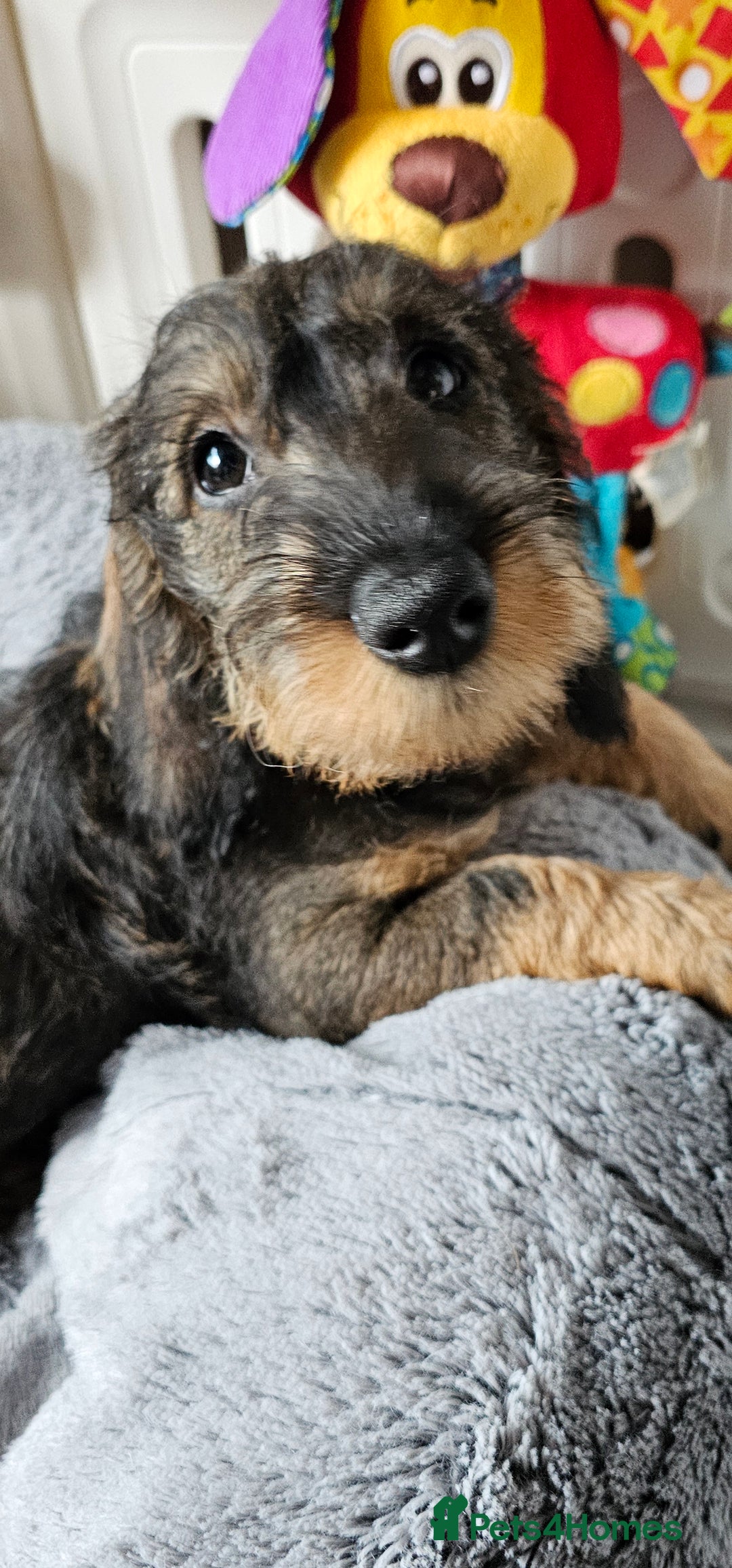 Dachshund dogs for sale: Outstanding Standard Wire haired Dachshund puppies - Image 6