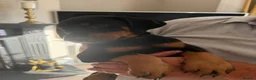 Dobermann dogs for sale: Ready now 1 girl Doberman puppy - Advert 6