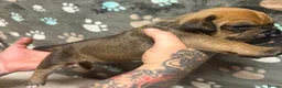 Mastiff dogs for sale: Mastiff hybrids  in Lancing - Advert 3