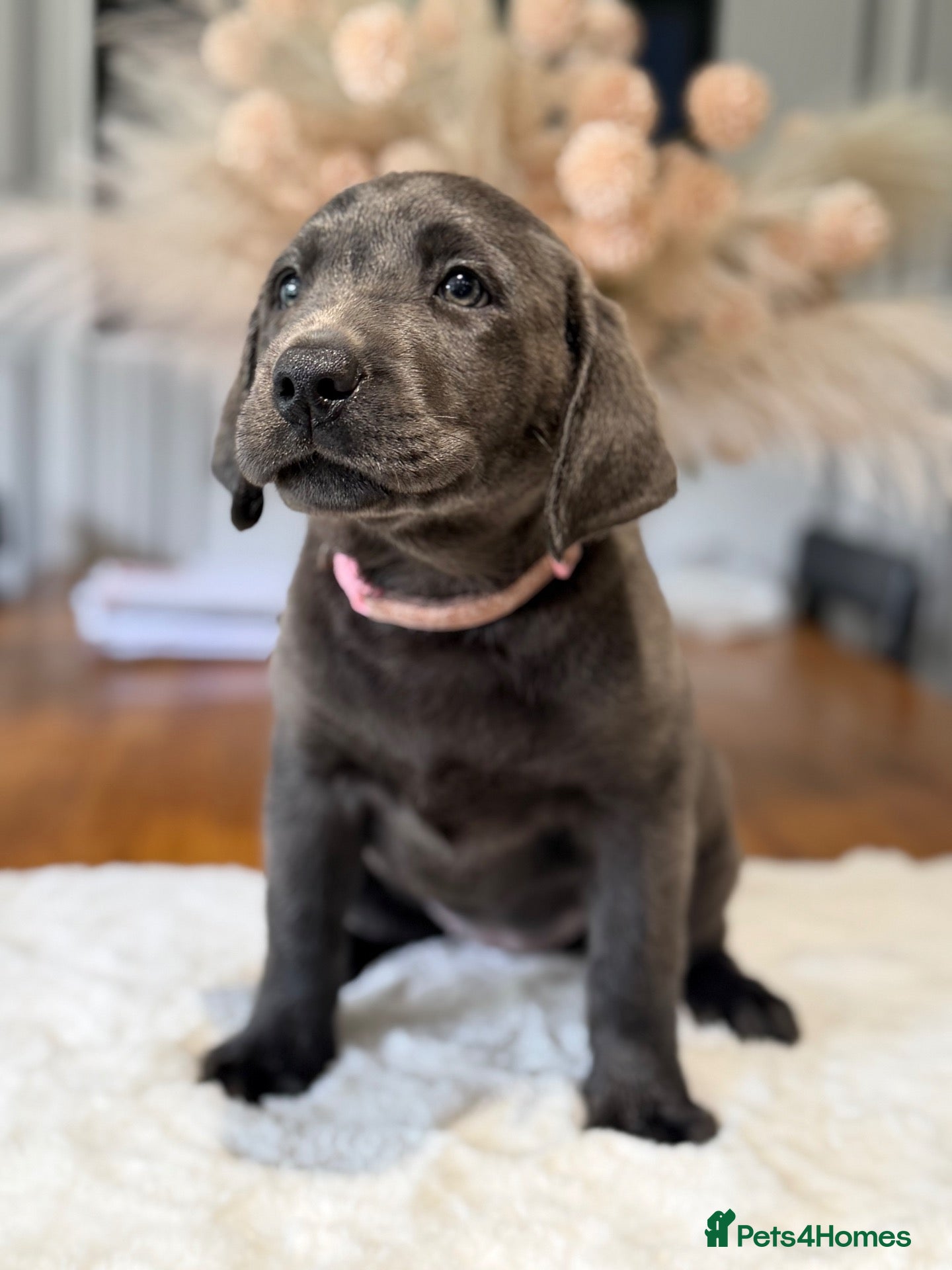 Labrador Retriever dogs Exceptionally health tested Kc reg Labrador pups - Advert 1