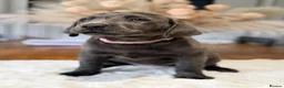 Labrador Retriever dogs for sale: Exceptionally health tested Kc reg Labrador pups - Advert 1