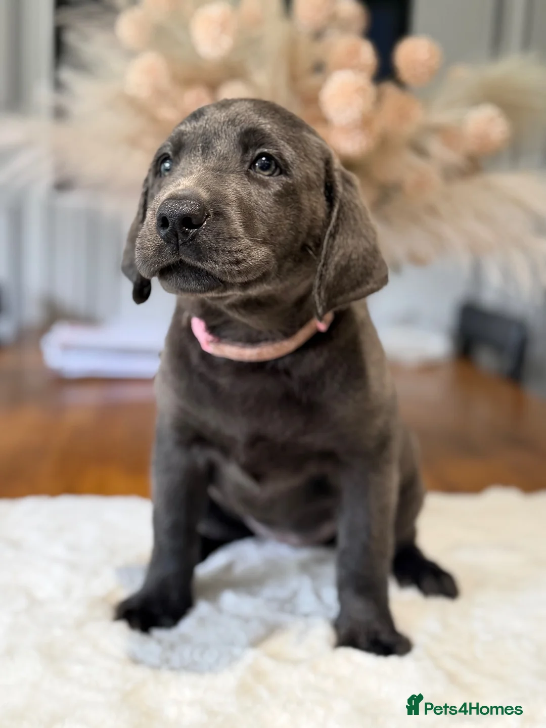 Labrador Retriever dogs for sale: Exceptionally health tested Kc reg Labrador pups - Advert 1