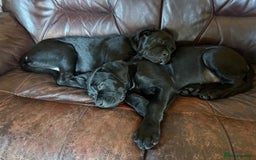 Mixed Breed dogs for sale: cane corso cross puppies  - Image 7